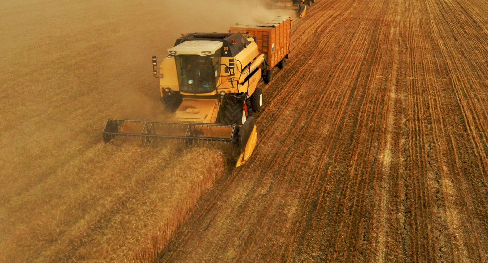 Dünya Buğday Ekonomisinde Türkiye