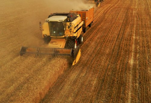 Dünya Buğday Ekonomisinde Türkiye
