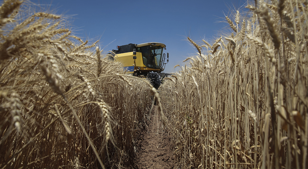 Türkiye de Buğday Üretim Politikaları Sorunları ve Çözüm Önerileri