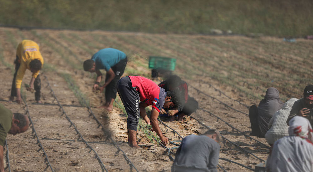 Trajedi ve Fırsatlar İkileminde Gazze Ekonomisi
