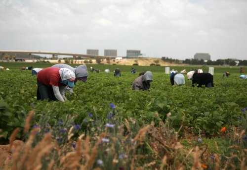 Tarım ve Hayvancılık Sektörlerinde Göçmen İş Gücü Talebi